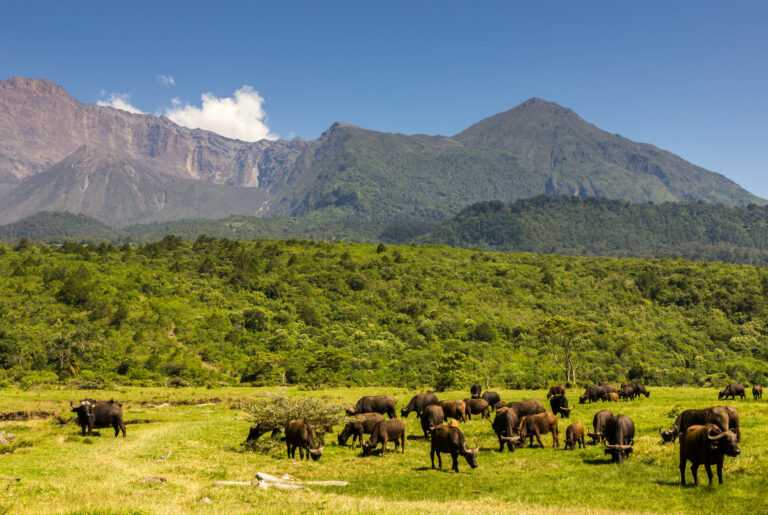 Arusha National Park Day Trip