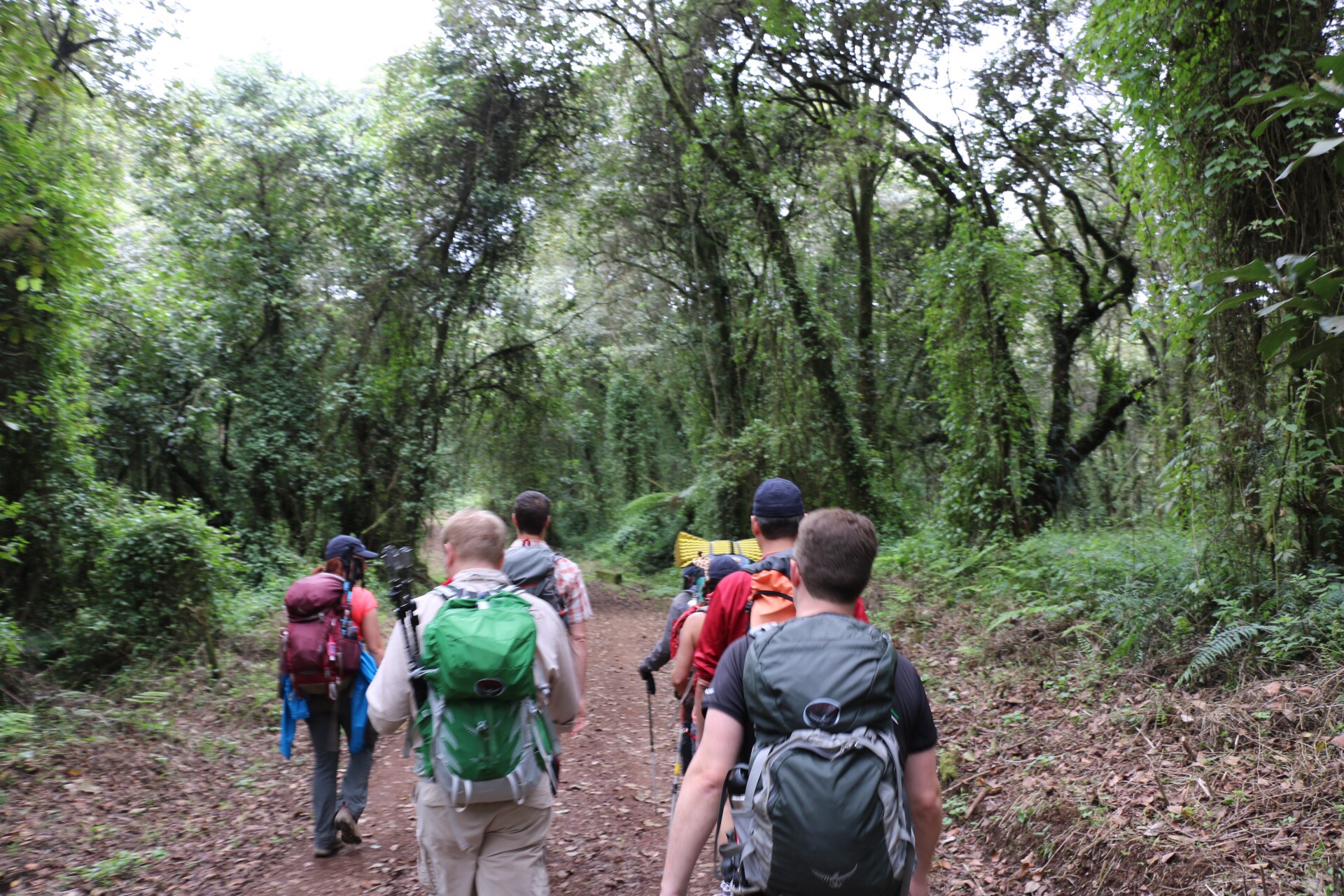 Mount Kilimanjaro 1 Day Hike